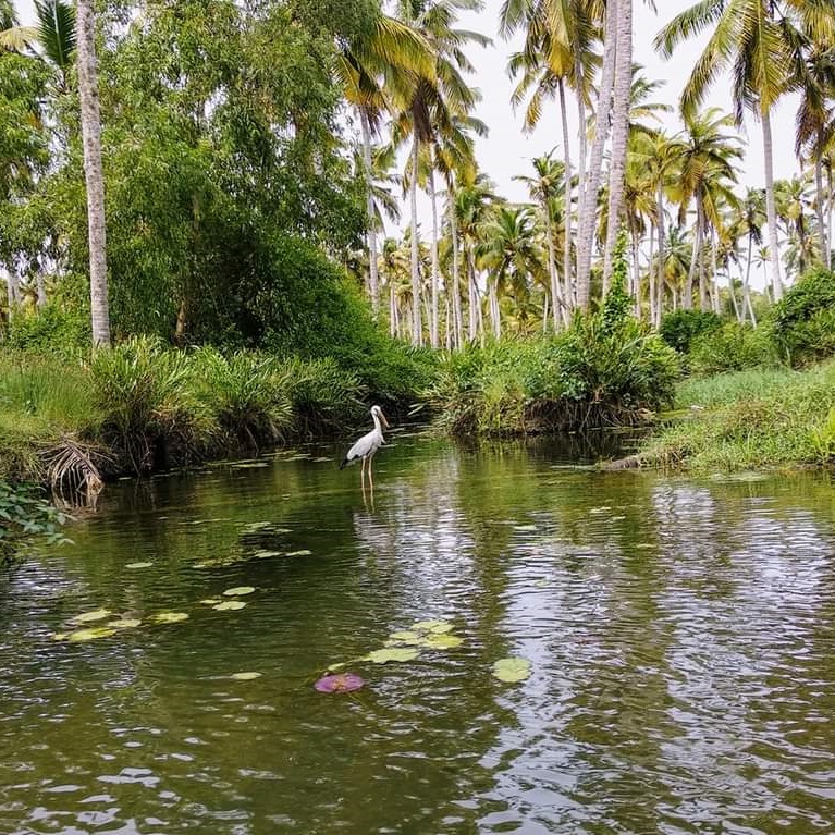 Kovalam Image 2