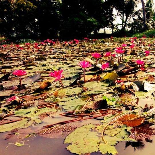 Kumarakom Image 2