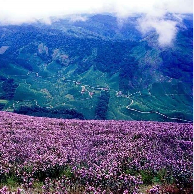 Munnar Image 6