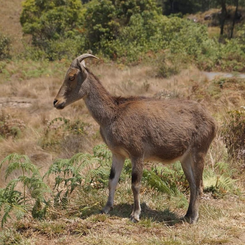 Munnar Image 7